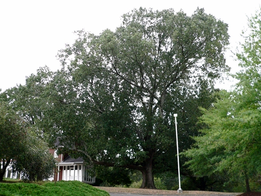 {Quercus pagoda}